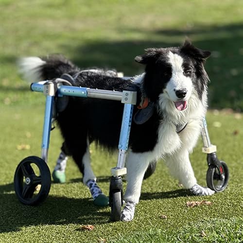 Hunderollstuhl, Hunderollstuhl for Hinterbeine – 4 Räder, verstellbarer Hunderollstuhl, Haustier-Mobilitätshilfe, kleine, mittelgroße und große Haustier-Hundewagen, behinderte Hundebeinstützen(Size S) von XGXGX