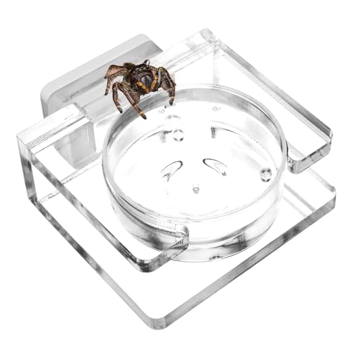 Vogelspinne Wassernapf | Magnetischer Futternapf | Transparente Acrylschale für Springspinne Vogelspinne Kleine Spinne Gehege Zubehör von Xasbseulk