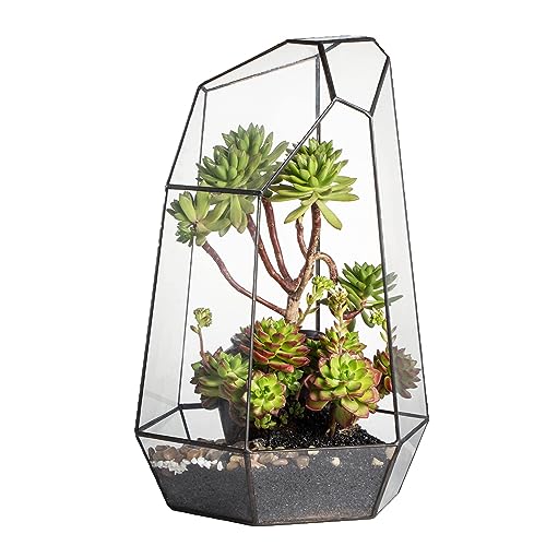 Xecult Glas-Terrarium für Pflanzen, 16,5 x 15,2 x 25,4 cm, einzigartiges Ökosystem-Terrarium mit eintürigem Design von Xecult