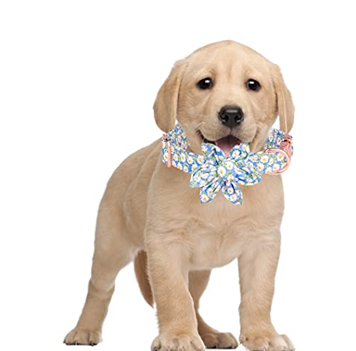 Xpnit Hundehalsband, verstellbar, langlebig, für Welpen, Kätzchen, abnehmbares Haustierhalsband für kleine, mittelgroße und große Hunde (S, blau) von Xpnit