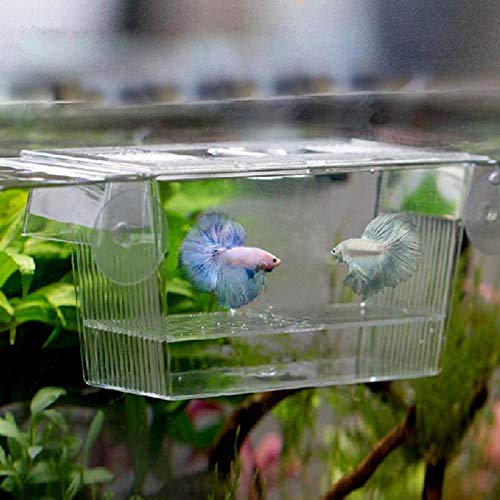 Mini Aquarium Transparenter Fischtank Zucht Isolation Box Aquarium Inkubator Schlupfkästen Multifunktionale Acryl-Fischtankhalter Kleines Aquarium von Xumh2024-3