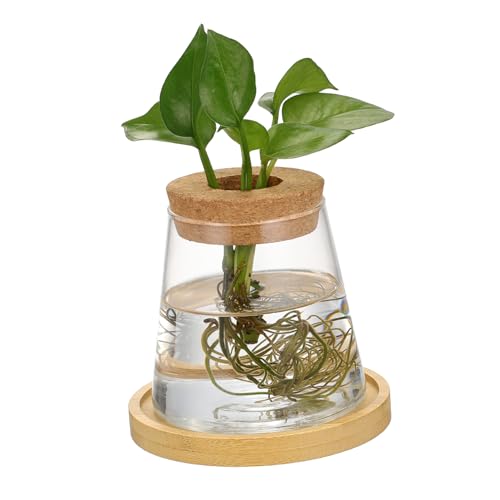 YARNOW hydroponische Vase Schaumwasserflaschen Ziervase hydroponische Behältervase Wasserpflanzen Vase Minimalistische Vase Blumentopf aus Glas dekorative Glasschale Holz Transparent von YARNOW