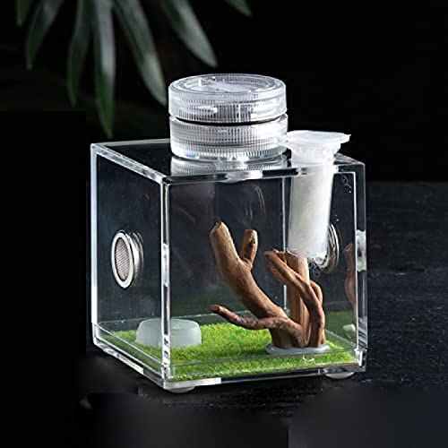 Mini-Terrarium, Reptilien-Aufzuchtbox, transparenter Acryl-Reptilienkäfig, Lebensraum, Insekten-Futterbox, Kletter-Haustier-Beobachtungsbox mit Mini-Lampe, Kletterwurzel für Eidechse, Skorpi von YONGHUHU