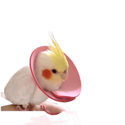 3 Vögel Zubehör für Halsband Schutz gegen Verletzungen Papageien Elisabethanisches Halsband aus Super Leder von Yanchen