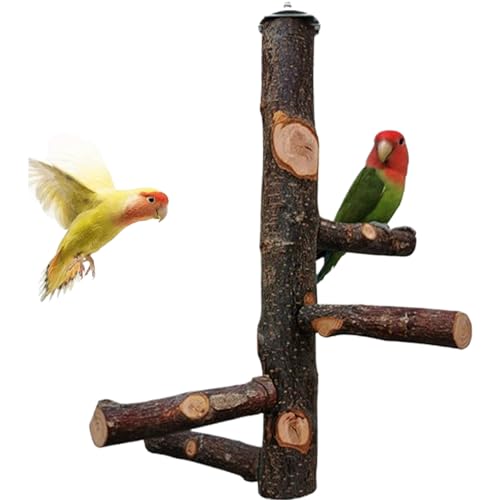 Bird Barch Stand, 12 Zoll Naturholzvogel Barch in Käfig, robuster Papagei -Barsch, Vogelkäfigzubehör für kleine und mittlere Cockatiels, Conure, Wellensittich, Liebesvogel, Finch, Bird Barch Stand von Yaoliucp