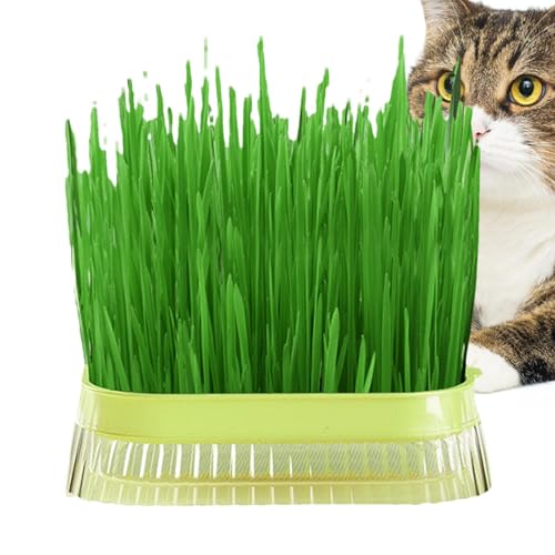 Yapetnck Katzengras Pflanzgefäß | Haushalt Katzengras Box | Hydrokultur-Katzengras Pflanzgefäß Soilless Culture Sprossenschale für Indoor Growing, Sprossenschalen mit Hydrokultur-Anzuchtsystem von Yapetnck