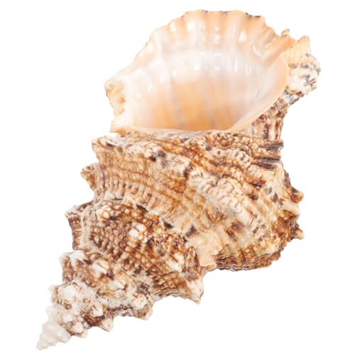 Yardwe Conch Saftiger Blumentopf Dekoration Tank Groß Strand Dekorativ Küsten Anzeige Nautisch Aquarium Girlande Anlage Zarter Conch-übertopf Desktop-muschelvase Natürliche Muschel von Yardwe