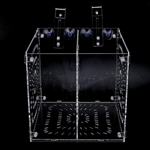 Transparente Aquarium-Isolierbox mit Trennwand – Aquarium-Isolierungswerkzeug für die Befruchtung Kranker Fische und Jungfische (20MC * 20CM * 20CM) von Yctze