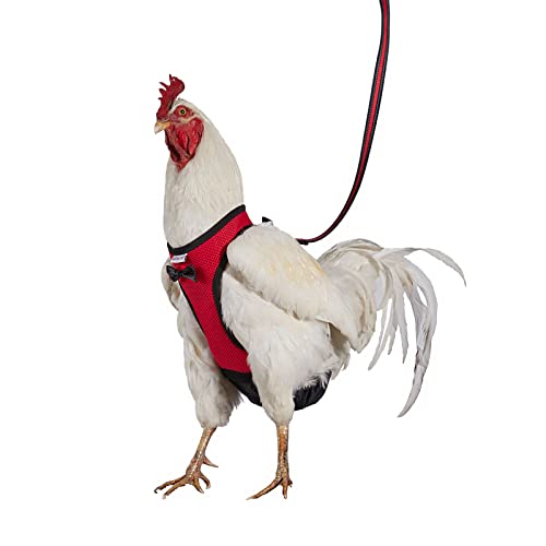 Yesito Hühnergeschirr, Hennen-Größe mit 1,8 m passender Leine, bequem, atmungsaktiv und waschbar, Haustier-Set für Küken, Gänse, Enten und mehr – Erleichtert Hühnertraining und Spazierengehen (rot, von Yesito