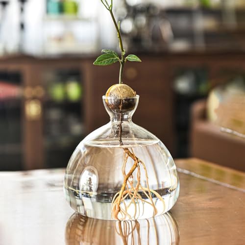 Youding Avocado-Startervase | Elegante Vase für die Baumzucht | Pflanzenvase aus Glas | eleganter Glastopf | Startervase von Avocado von Youding