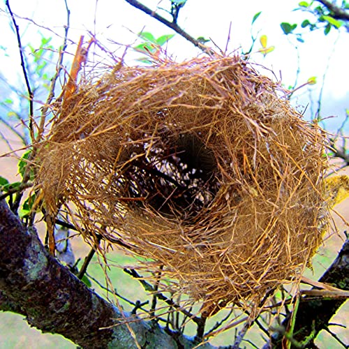 Youngwier Nistmaterial Für Vöge, Natürliche Kokosfaser Kanarienvögel Zebrafinken Hamster Wellensittiche Wildvögel Nymphensittich Nistmaterial Nester Hausgarten Gemüse Anbau Reptilienbettwäsche von Youngwier