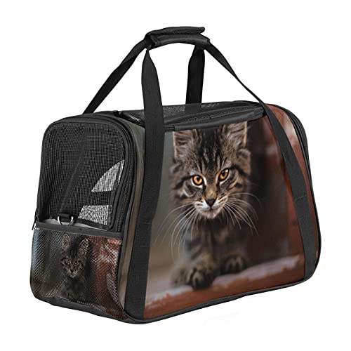 Katzentrage Tier Schwarze Katze Haustiertragetasche Fluggesellschaft zugelassen für kleine mittelgroße Katzen Hunde Welpen Kätzchen 43x26x30 cm von Z&Q