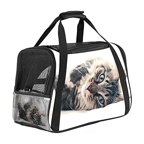 Tragetasche für Haustiere Graue Katze lügt für mittelgroße Katzen und kleine Hunde mit 3 Türen und Schultergurt, leicht zu verstauen 43x26x30 cm von Z&Q