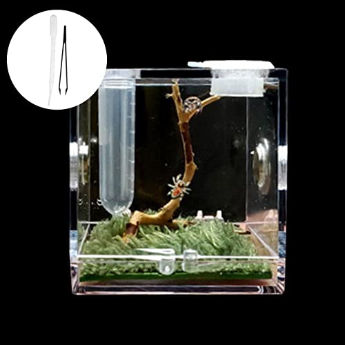 S/M/L Spinne Reptilien Terrarium Acryl Reptilien Zuchtbox Terrarium Zubehör Box für Spinne Tarantel Schnecke Insekt Cricket von ZXCVWWE