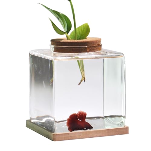 Glas-Fischglas, Mini-Ketta-Aquarium, 1,5 l, Aquaponisches Aquarium mit Holzständer von Zaborik