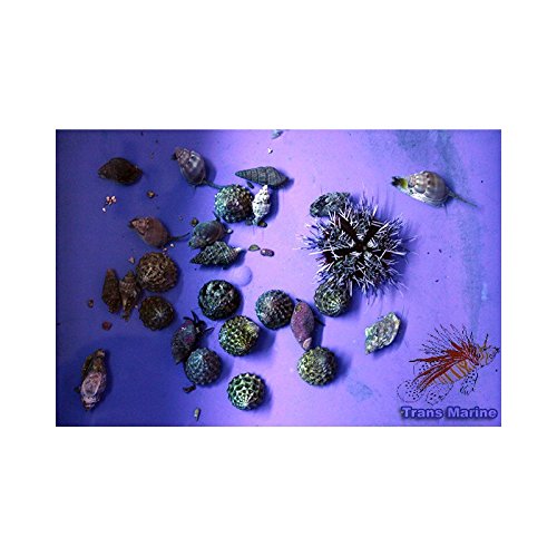Reinigungs - Kommando für Meerwasseraquarien für Aquarien bis 150 Liter gegen Algen im Salzwasseraquarium - Versand per Tierspedition von Zierfischtreff.de
