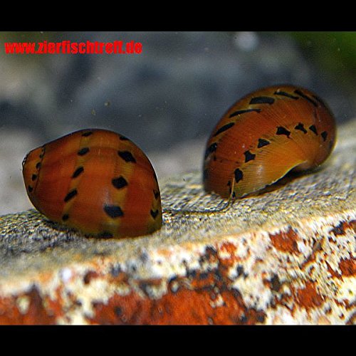 Vittina semiconica - Rennschnecke " Orange Track " - 10 Stück - Hübscher Algenfresser Inklusive 1 Futterprobe Von Der Bayerischen Aquaristikmanufaktur von Zierfischtreff.de