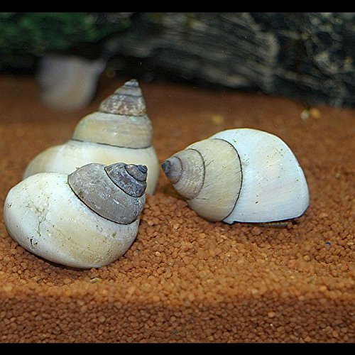 Weiße Flußschnecke Filopaludina martensi 5 Stück - TOP Algenfresser Aquarienschnecke Pianoschnecke von Zierfischtreff.de