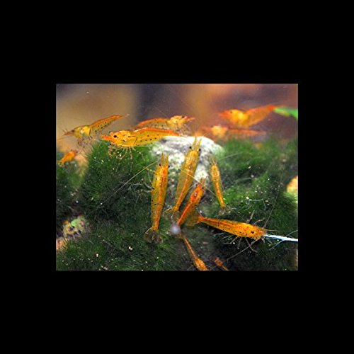 Zierfischtreff.de 10 Stück Caridina cantonensis Tangerine Tiger - Goldne Tiger Garnele von Zierfischtreff.de