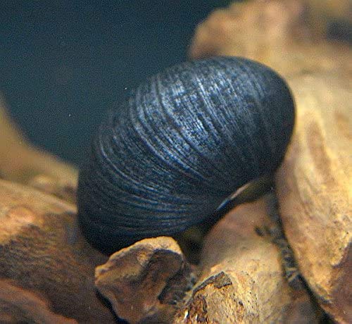 Zierfischtreff.de Antrazit - Napfschnecke Neritina pulligera 5 Stück - TOP Algenfresser Antrazitschnecke + eine Futterprobe der Bayerischen Aquaristikmanufaktur von Zierfischtreff.de