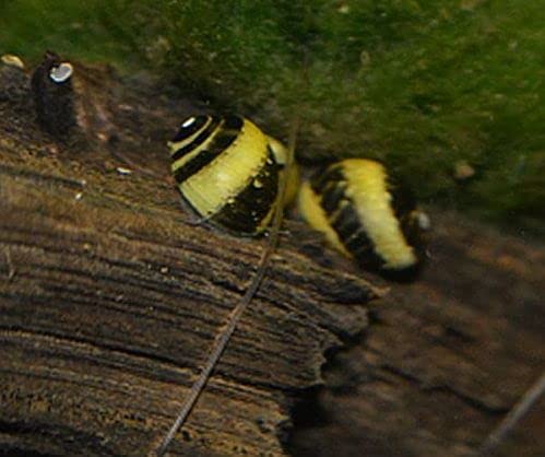 Zierfischtreff.de Geweihschnecke Sun Clithon Corona 10 Stück - TOP Algenfresser von Zierfischtreff.de