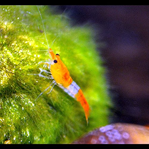 Zierfischtreff.de Orange Rili Garnelen 10 Stück Zwerggarnelen für Nanoaquarium von Zierfischtreff.de