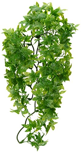 ZooMed Zoo Med BU-22 Congo Ivy, Medium von Zoo Med