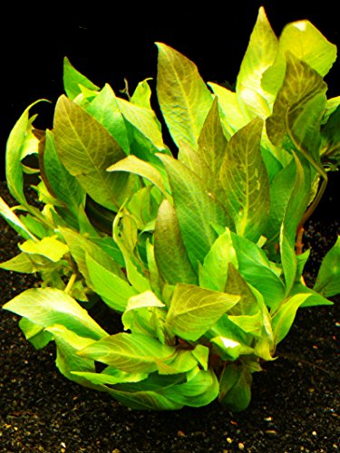 Zoomeister - 1 B. Riesenwasserfreund Kompakt (H. Corymbosa Compact) von Zoomeister