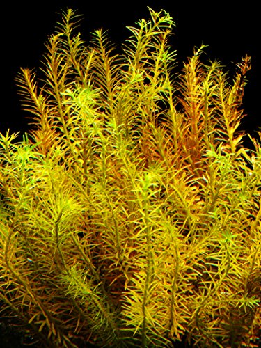 Zoomeister - 1 Bund Feinblättrige Rotala (Rotala Spec. 'Nanjenshan') von Zoomeister