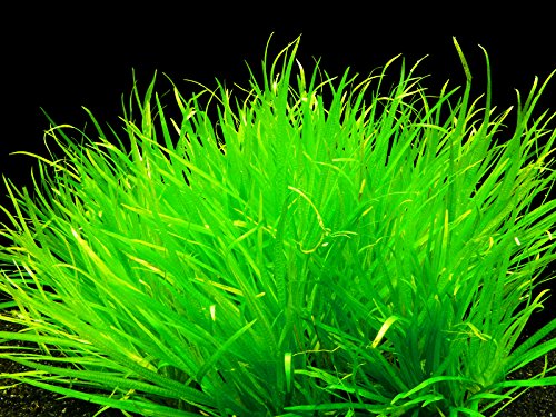 Zoomeister - 1 Bund Japanisches Fadenkraut (Blyxa Japonica) von Zoomeister