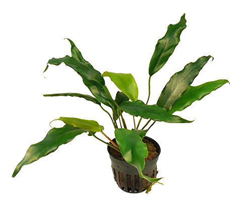 Zoomeister - 1 Topf Kleines Speerblatt - Anubias glabra (syn. Minima) von Zoomeister