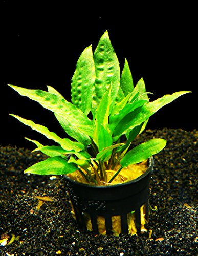 Zoomeister - 1 Topf Usteris Wasserkelch (Cryptocoryne usteriana) von Zoomeister