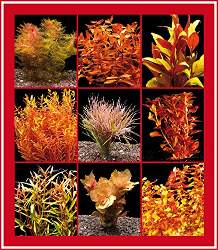 Zoomeister - 20 Bund Rote Aquarienpflanzen - 1A-Qualität!!! von Zoomeister