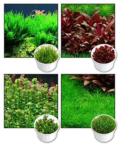 Zoomeister - 4 Lieblings-Invitro, Nano-Aquarium, kleine Pflanzen im 4er-Set von Zoomeister