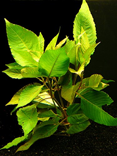 Zoomeister - 5 Bund KIRSCHBLATT (HYGROPHILA CORYMBOSA Cherry Leave) von Zoomeister