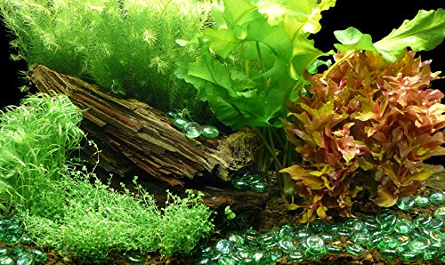 Zoomeister - Aquarium-Pflanzenset Sonnentraum bis 60L - Wasserpflanzen von Zoomeister