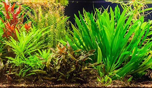 Zoomeister - Aquarium-Pflanzenset 'Uruguayensis' bis 60L von Zoomeister