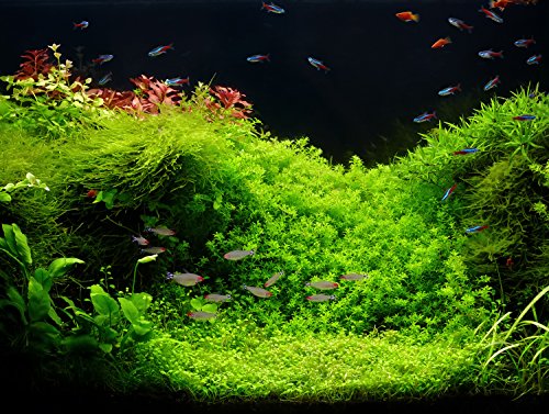 Zoomeister - Aquascaping - Pflanzenset 30L 'Perlenkraut trifft Zungenblatt' - Exclusiv von Zoomeister