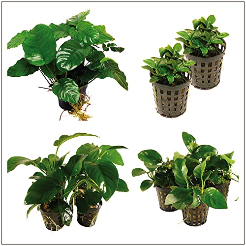 Zoomeister - Grosses Barters Speerblätter Set (Anubias Barteri) von Zoomeister