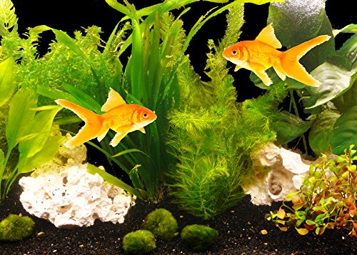 Zoomeister - PflanzenSet Goldfisch bis 130L von Zoomeister