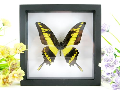 EIN echter exotischer präparierter Schmetterling King Swallowtail im schwarzem Bilderrahmen Wandbild Schaukasten Entomologie Taxidermie von asiahouse24