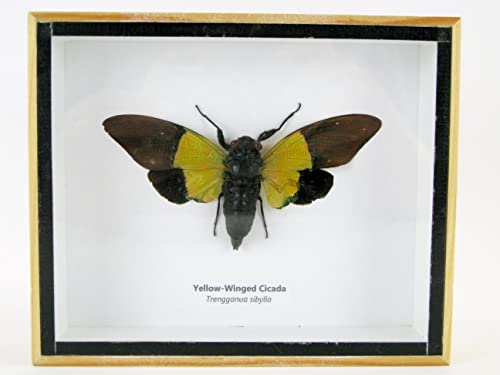 Echte präparierte und riesige Insekten, Cicaden und Krabbler im Schaukasten aus Holz hinter Glas (Yellow-Winged cicada) von asiahouse24