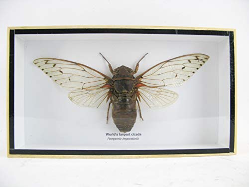 asiahouse24 XXL Giant Clear Wing Cicada Cicade (Pomponia Imperatiria) - echtes riesiges und exotisches Insekt im 3D Schaukasten, Bilderrahmen aus Holz - gerahmt - Taxidermy von asiahouse24