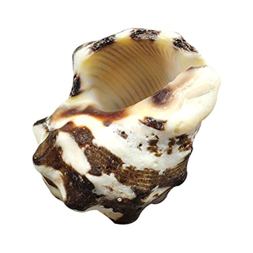 Balacoo Conch Muscheln Strand Muscheln Aquarium Decor Cave für Versteckt Betta Fisch Zubehör Aquarium Dekorationen von balacoo