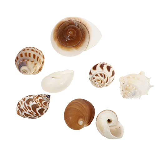 balacoo Einsiedler Krabbensee Muscheln Conch: Wachstumschalen für Einsiedler Krabben Sorte Muscheln Sea Conch Lackiertes Einsiedler Crab- Supplies Aquarium Ornament 8 Stücke von balacoo