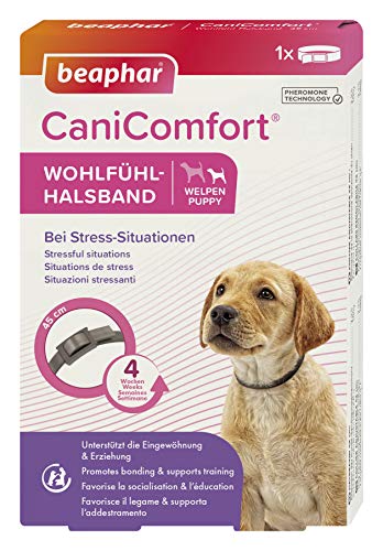 BEAPHAR - CaniComfort® Wohlfühl-Halsband - Für Welpen - Pheromon-Technologie - Beruhigt In Stress-Situationen - Unterstützt die Eingewöhnung Und Erziehung - Wirkt 4 Wochen - 45 cm - Grau von beaphar