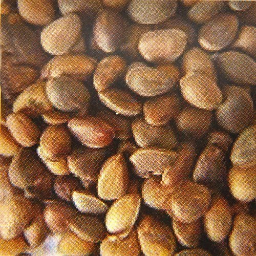 Pine Nut Pet Food, 2,5 kg russische Zirbelnüsse, lose, Futter für Vögel, Eichhörnchen, Hamster, Ratte, Adult, 2.5 kg