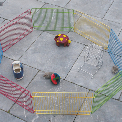 Flamingo Freigehege für Nagetiere Flamingo Freigehege für Nagetiere