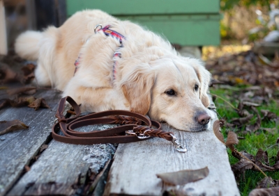 Lange Hunde Führleine aus super-weichem und robustem Leder