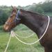 Natural Hackamore